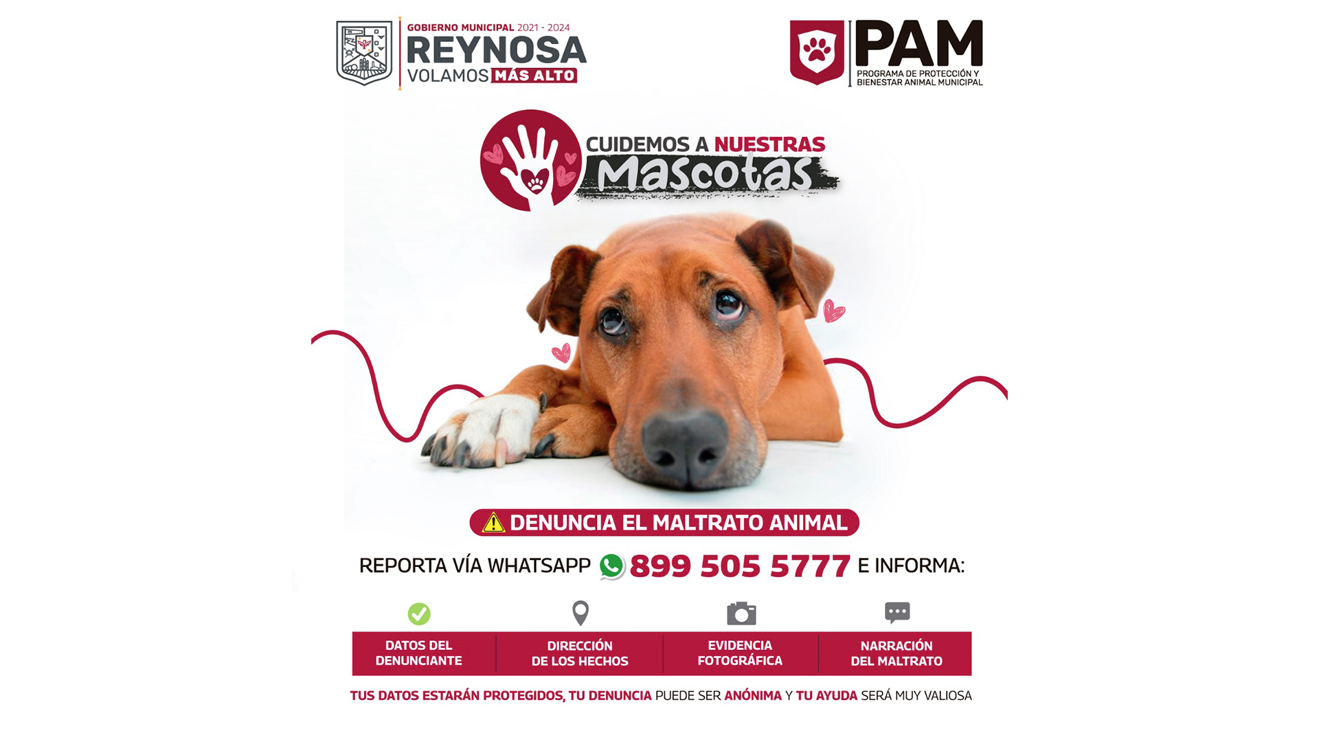 Dispone Gobierno de Reynosa línea telefónica para denunciar maltrato animal  – Administración Municipal Reynosa 2021-2024