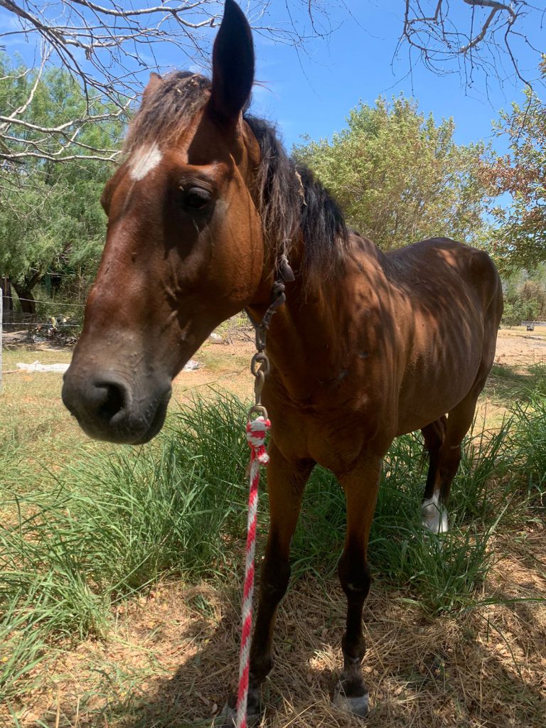 Prohibido en Reynosa uso de tracción animal