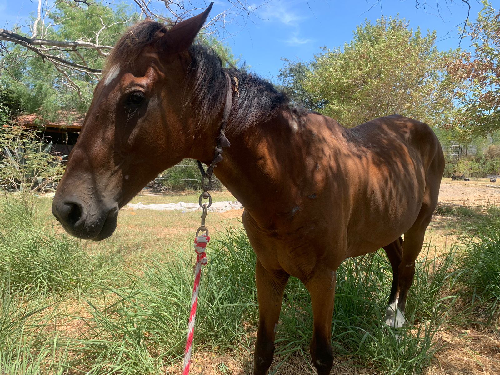 Prohibido en Reynosa uso de tracción animal