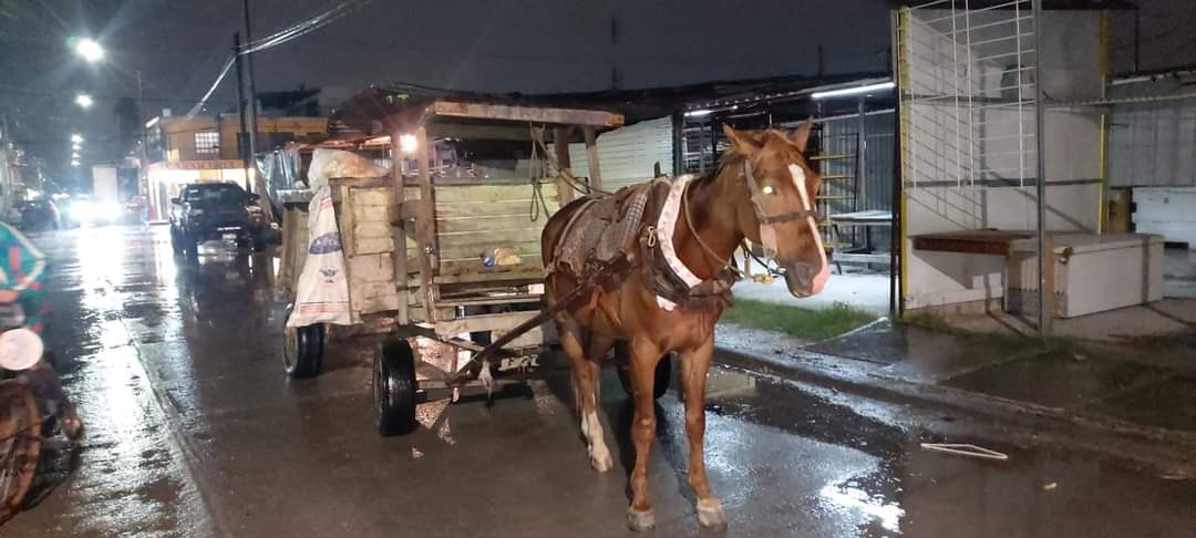 Gobierno de Reynosa mantiene vigilancia para evitar maltrato y abuso a mascotas.