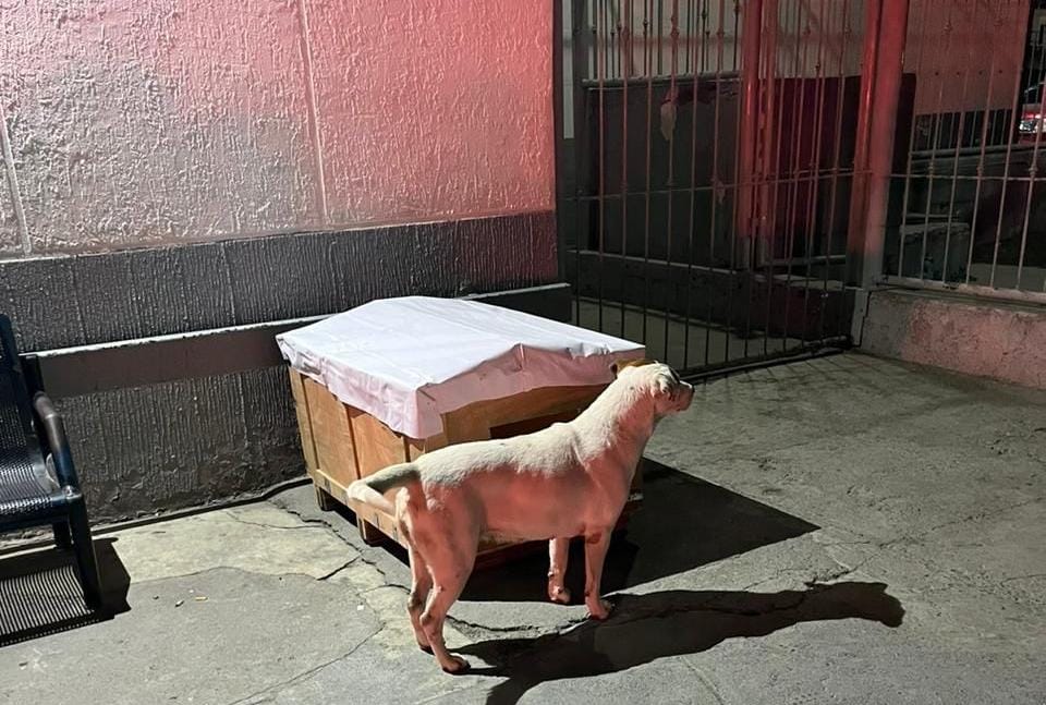 Muestra Gobierno de Carlos Peña Ortiz amor por animales en Reynosa