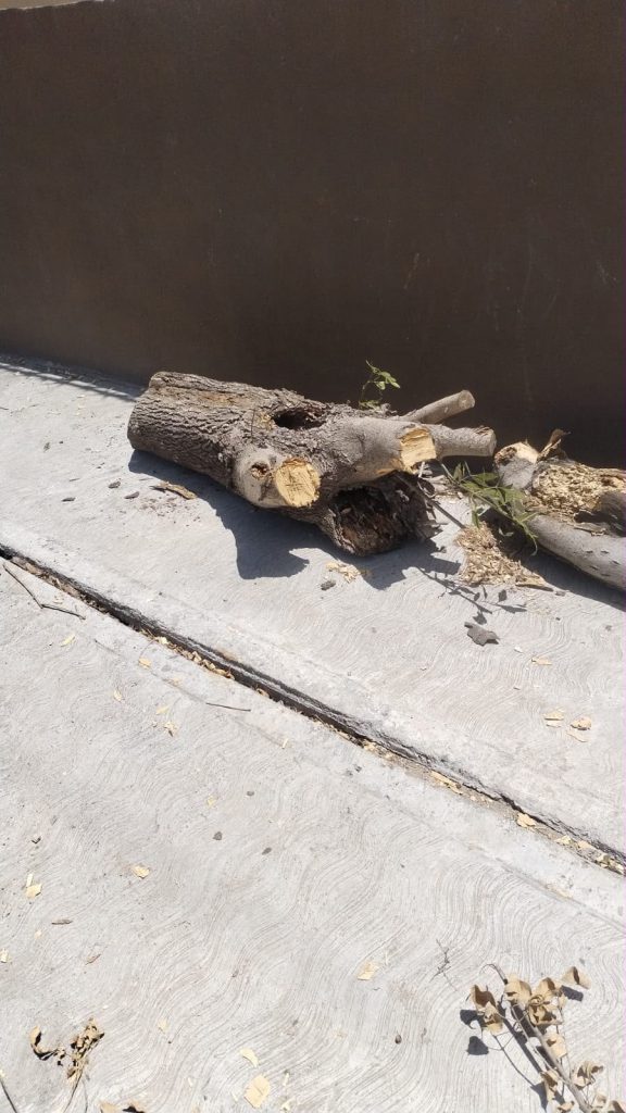 El Gobierno Municipal de Reynosa mantiene su compromiso de impulsar una cultura de respeto, cuidado y responsabilidad, fortaleciendo las acciones que contribuyen al bienestar de los ejemplares atendidos.